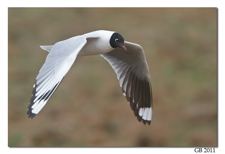 ANDEAN GULL